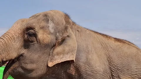 Video of an Asian elephant. 4K Stock Footage 332766392