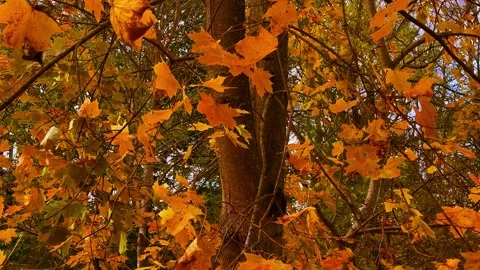 Video of an autumn landscape with a maple tree in the park Stock Footage 320175545