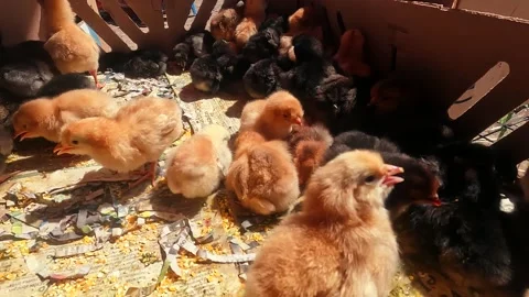 Video of baby chickens inside a box at a fair in South America. Stock Footage 249231000