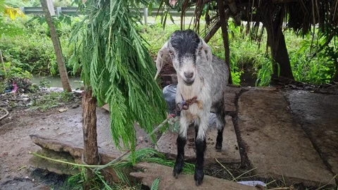 A video of a baby sheep posing for the camera under a village hut during a .. Vídeos de archivo 337038652