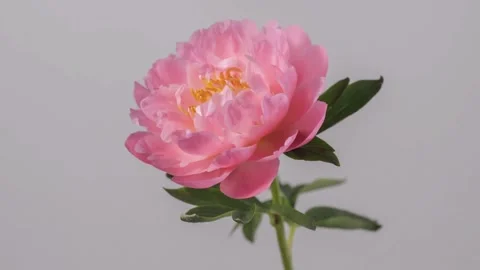 Video Background Blooming Flower Timelapse Stock Footage 233059536