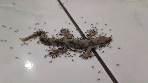 Video background of a dead gecko being carried by thousands of small ants Stock Footage 329167486