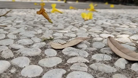 Video background fallen dried flowers Stock Footage 137287327
