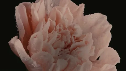 Video Background Flower Timelapse Stock Footage 237590212