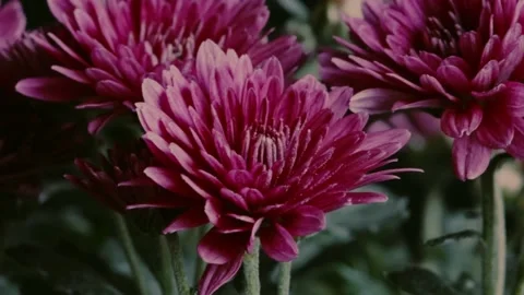 Video Background Flower Timelapse Stock Footage 237590266