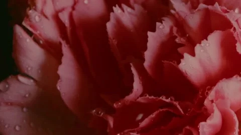 Video Background Flower Timelapse Stock Footage 237590269