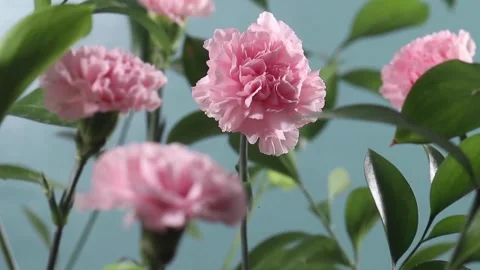 Video Background Flower Timelapse Stock Footage 237590316