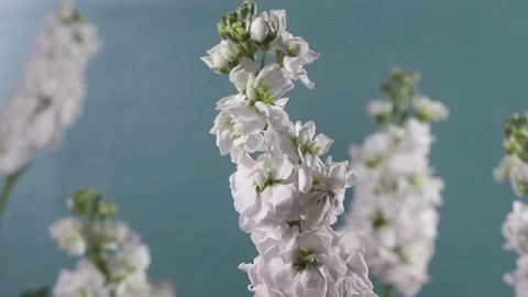 Video Background Flower Timelapse Stock Footage 237590327