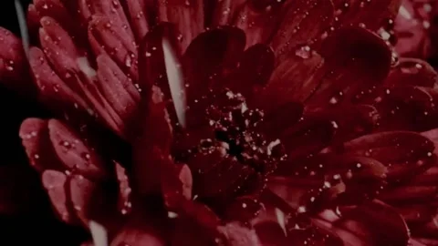 Video Background Flower Timelapse Stock Footage 237590329