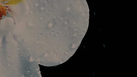 Video Background Flower Timelapse Stock Footage 237590355