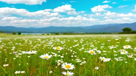 Video Background Flower Timelapse Stock Footage 237590364