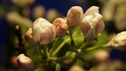 Video Background Flower Timelapse Stock Footage 237590368