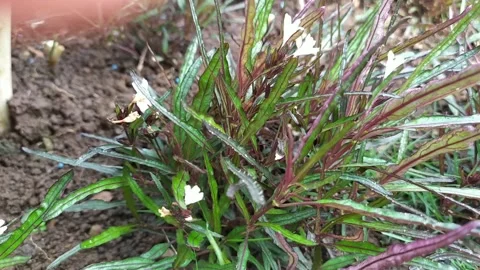 Video background flowering grass in the wind slowly Video stock 132087338