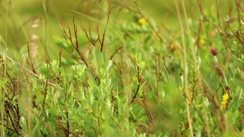 Video Background with Green Bushes Stock Footage 106464934