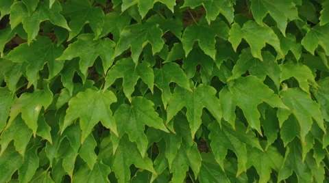 Video background with ivy leaves Stock Footage 67566863