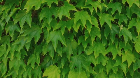 Video background with ivy leaves Stock Footage 67566882