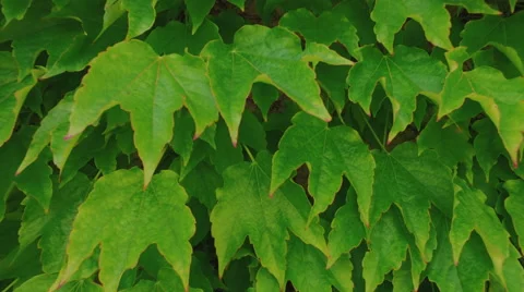 Video background with ivy leaves Stock Footage 67566922