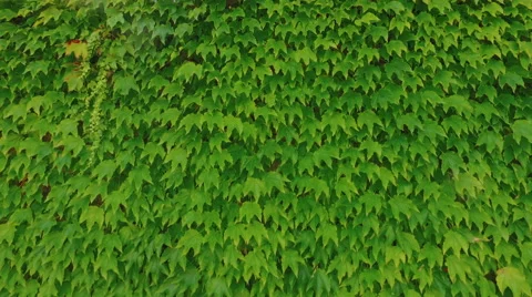 Video background with ivy leaves Stock Footage 67566975