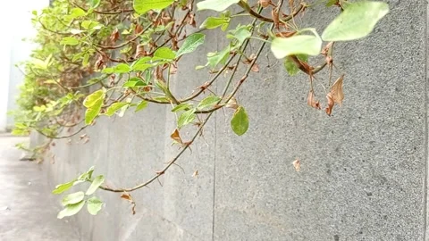 Video background the leaves blowing in the wind Stock Footage 137287924