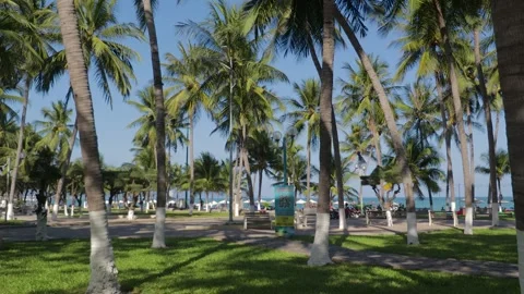 Video for background with palm trees and road traffic Stock-Footage 262532675