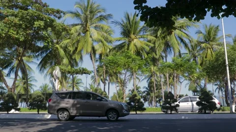 Video for background with palm trees and road traffic Stock Footage 262532691