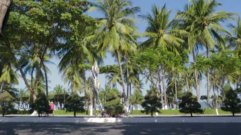Video for background with palm trees and road traffic Stock-Footage 262532733