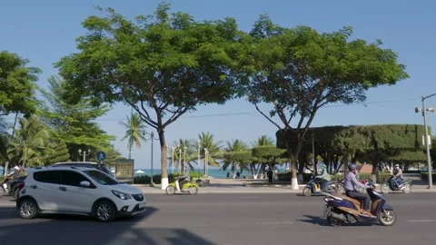 Video for background with palm trees and road traffic Stock-Footage 262532806