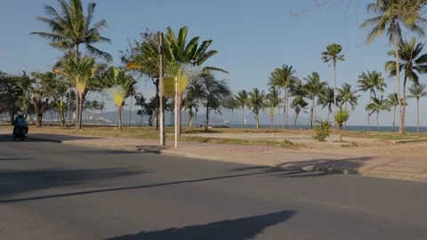 Video for background with palm trees and road traffic Stock Footage 262533789