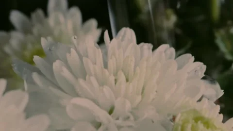 Video Backgrounds Flower Stock Footage 237590268