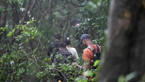 A video of backpackers or students hiking in the rainy Western Ghats forest.. Stock Footage 314206137