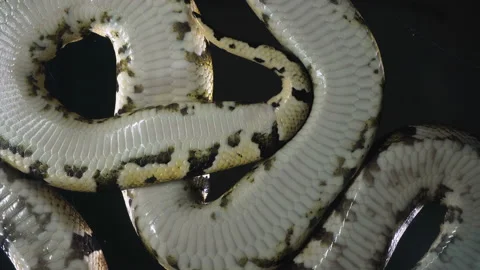 Video of ball phytons, camera rushed down Stock-Footage 112632840