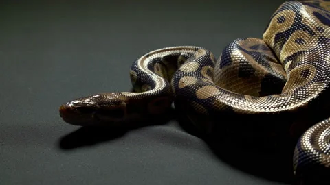 Video of ball python on black background Video stock 111826290