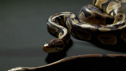 Video of ball python on black 스톡 동영상 111781053