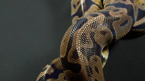 Video of ball python in black 스톡 동영상 111827187