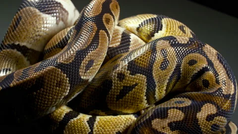 Video of ball python on black table Video stock 118989487