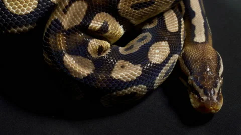 Video of ball python on black texture Video stock 111826237