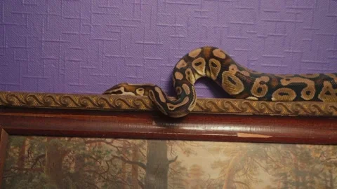 Video of ball python crawling in the gallery 库存影片 123913357