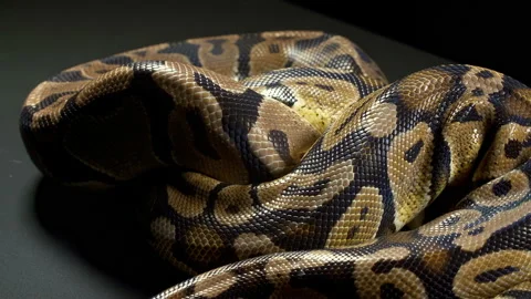 Video of ball python in dark background Stock Footage 117161358
