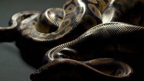 Video of ball python on dark background Stock Footage 118042047