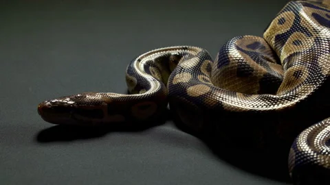 Video of ball python on dark Stockbeeldmateriaal 117329979
