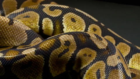 Video of ball python in dark Stock Footage 117544808