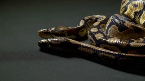 Video of ball python on dark table Stock-Footage 117536134
