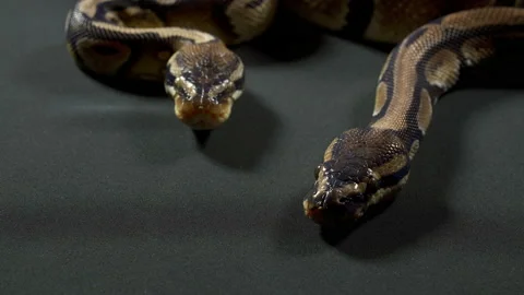 Video of ball royal python on black texture Stock-Footage 111825674