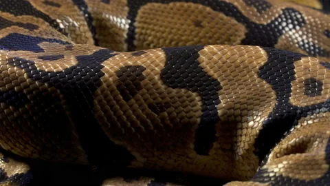 Video of ball royal python on black Stock-Footage 117228295