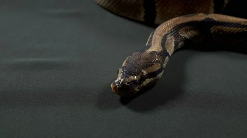Video of ball royal python on black Stock-Footage 117328984