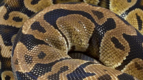 Video of ball royal python on black background Stock-Footage 117539135