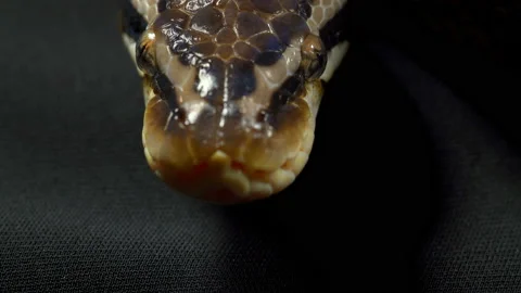 Video of ball royal python on dark Video stock 111778733