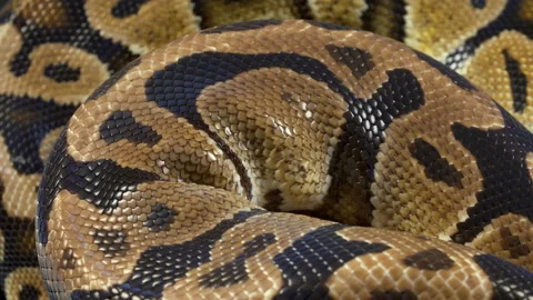 Video of ball royal python on dark background Stock-Footage 111779023