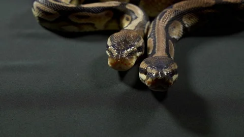Video of ball royal python on dark texture Stock-Footage 117159842
