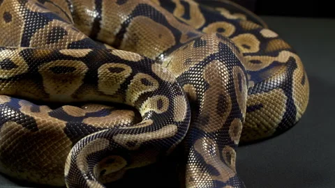 Video of ball royal python Stock-Footage 118039468